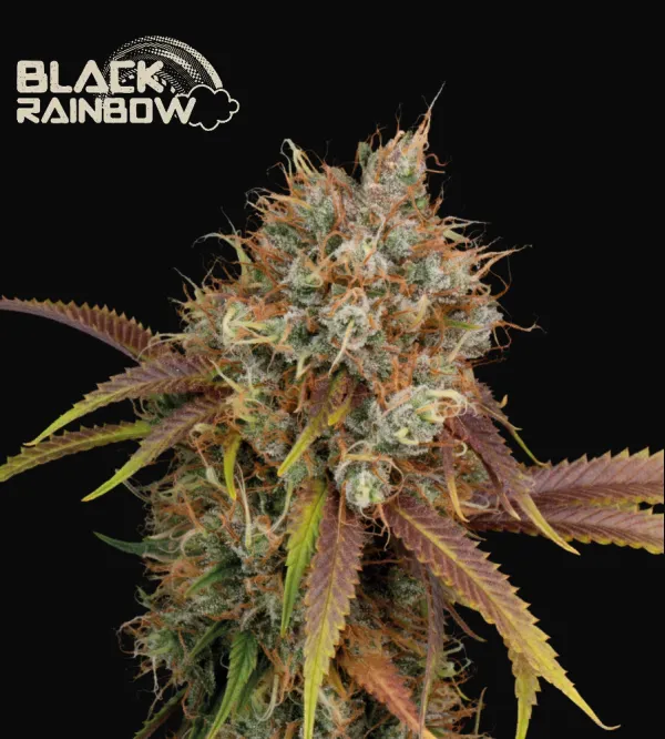 Black Rainbow