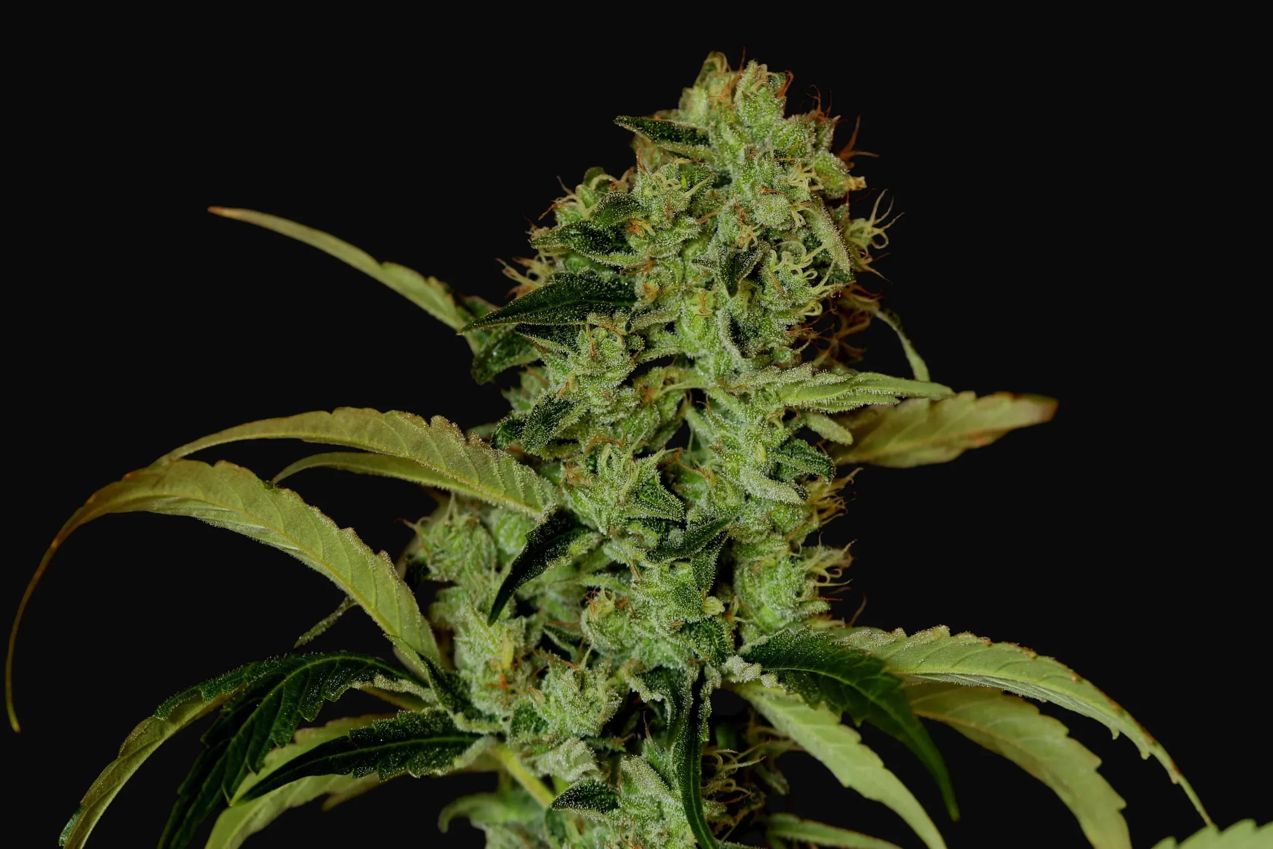 Black Widow