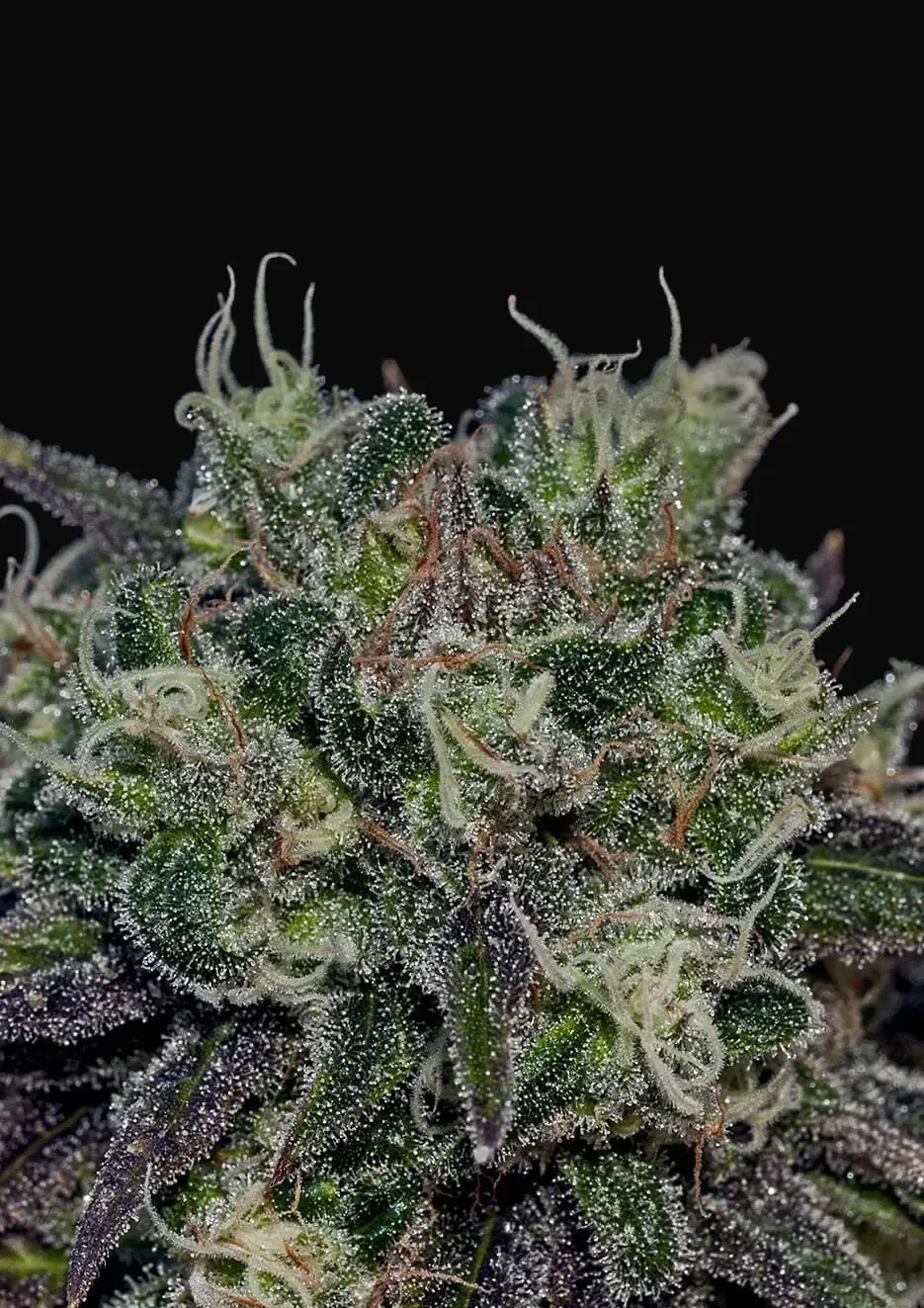 Black Widow