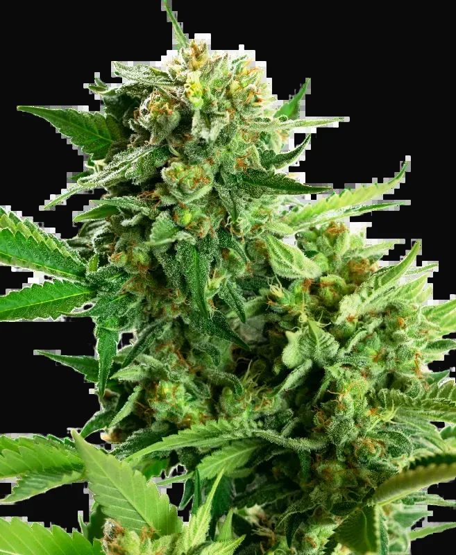 Blackberry Cake Feminized