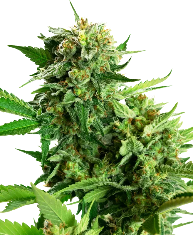 Blackberry Cake Feminized