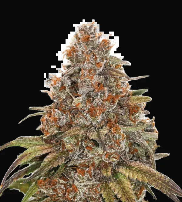 Blackberry Gum Auto