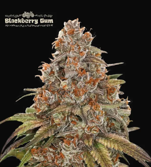 Blackberry Gum Auto