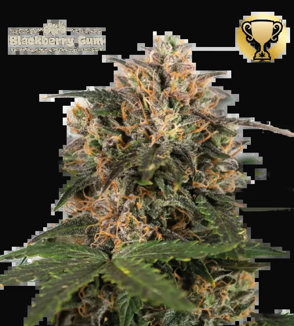 Blackberry Gum