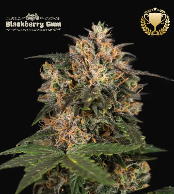 Blackberry Gum