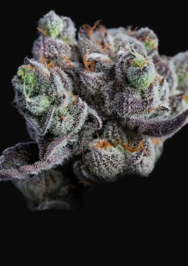 Blackberry Moonrocks