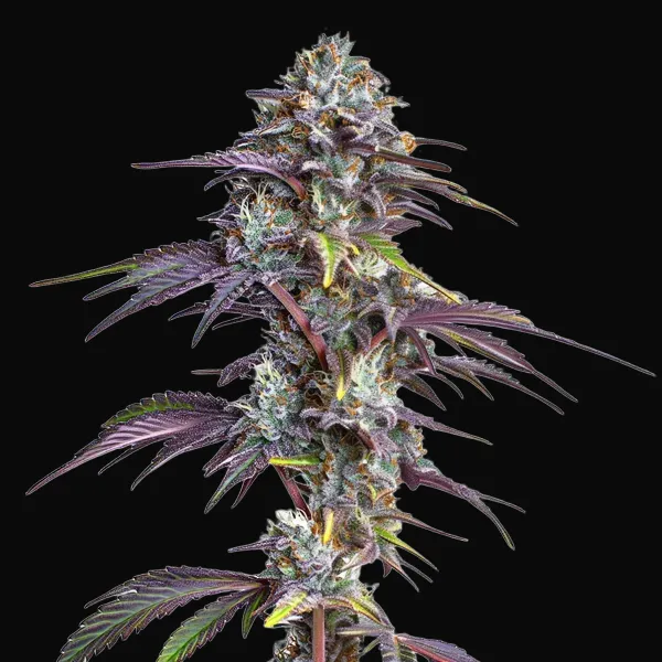 Blackberry Moonrocks