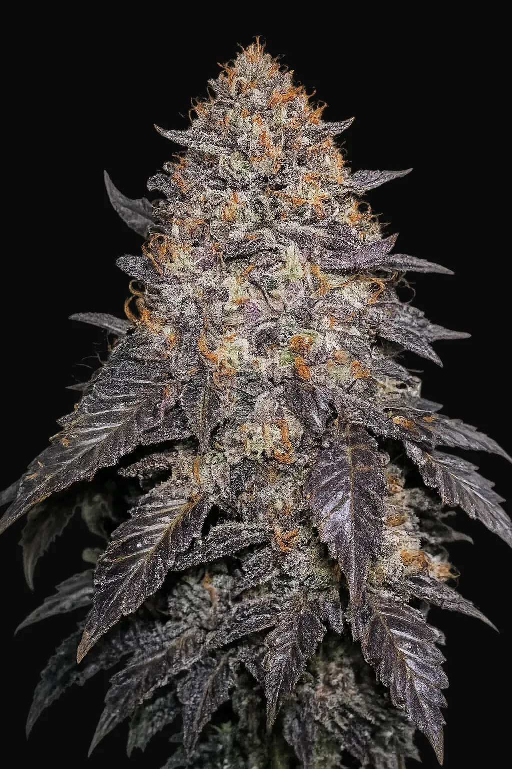 Blackwater