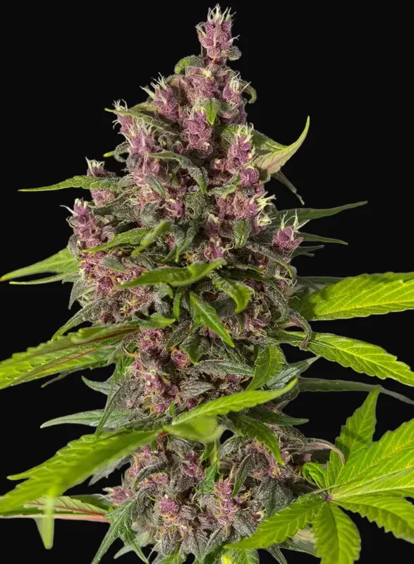 Bloody Skunk Auto