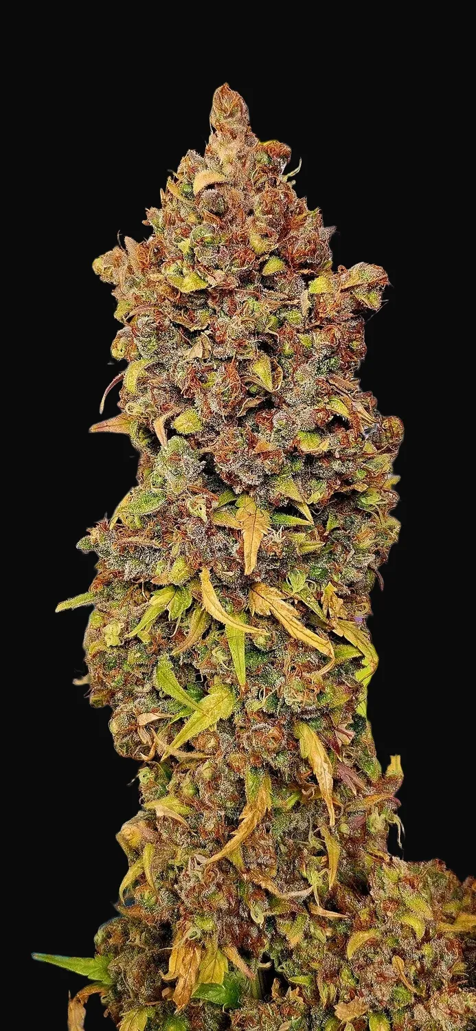 Blu Tang Clan Auto