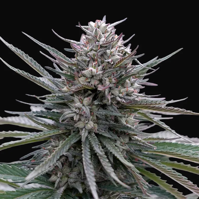 Blubonik Auto