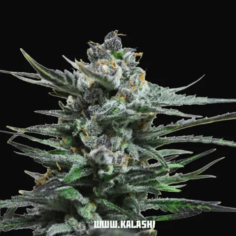 Blue Acid Auto