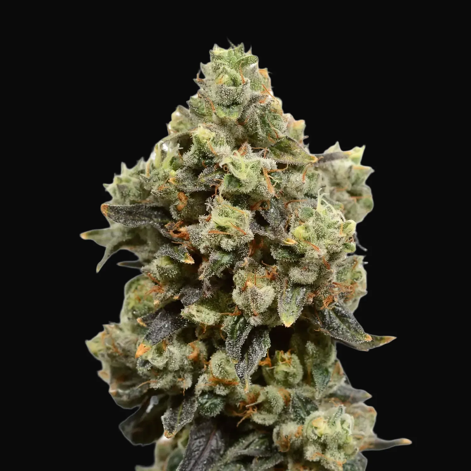 Blue Amnesia Auto