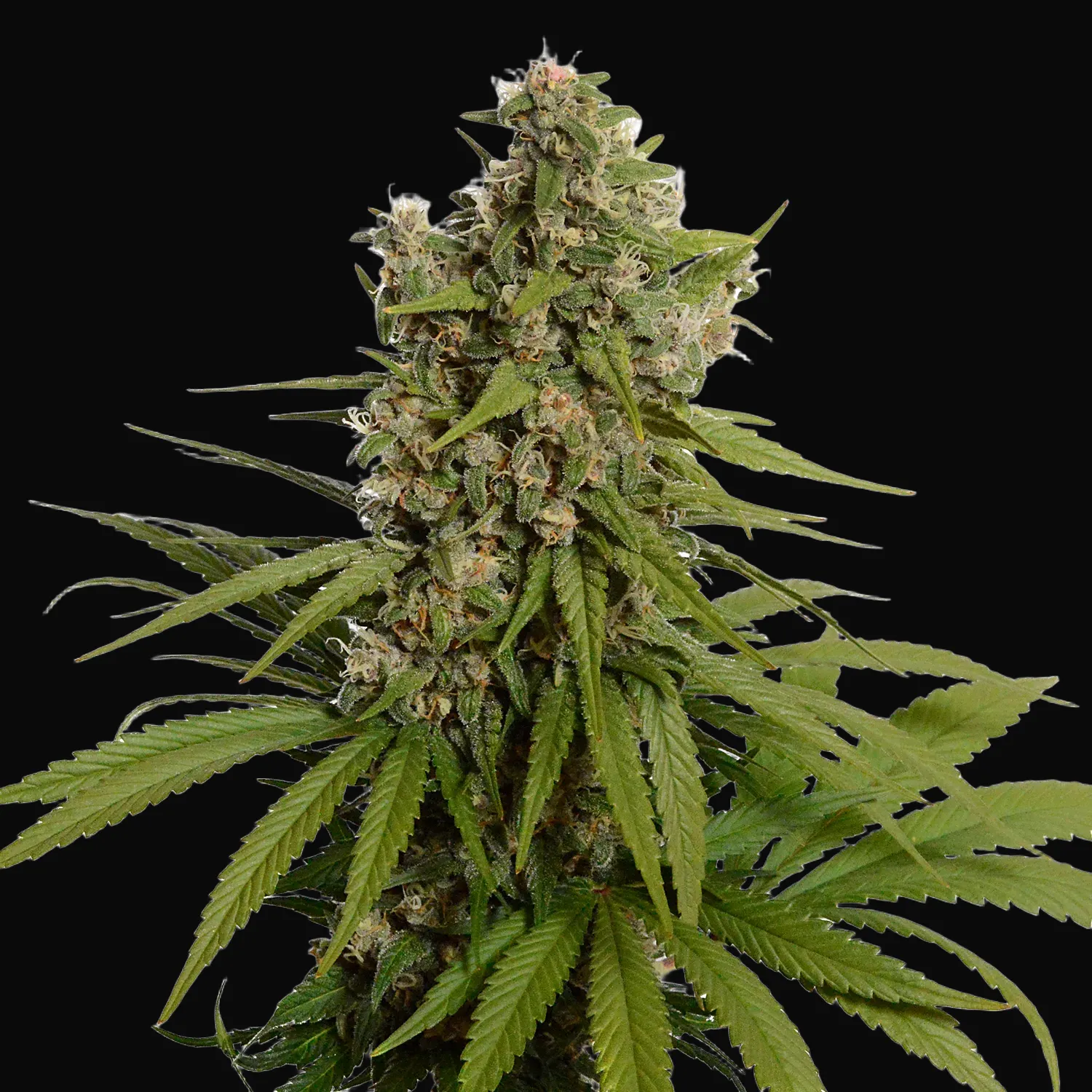 Blue Amnesia Haze