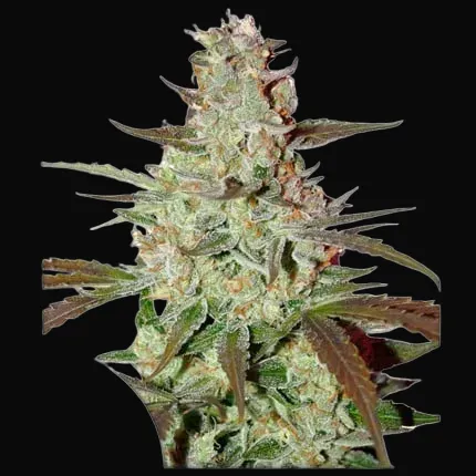Blue Auto Mazar