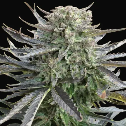 Blue Auto Mazar