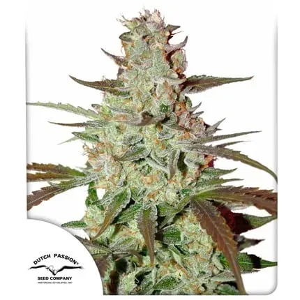 Blue Auto Mazar