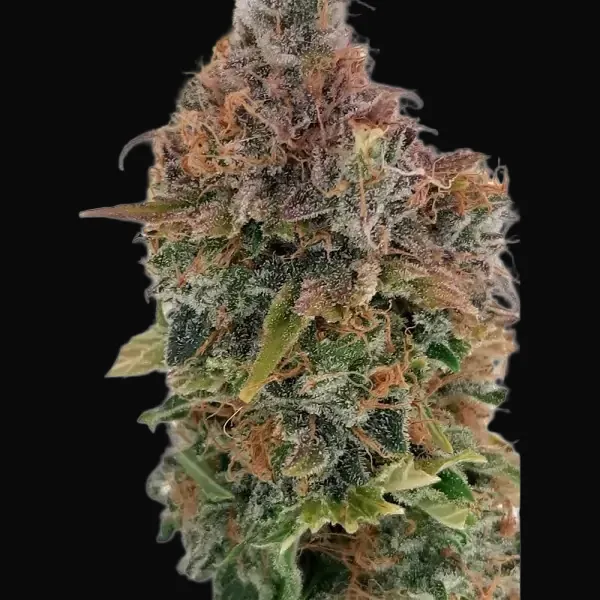 Blue Caramel