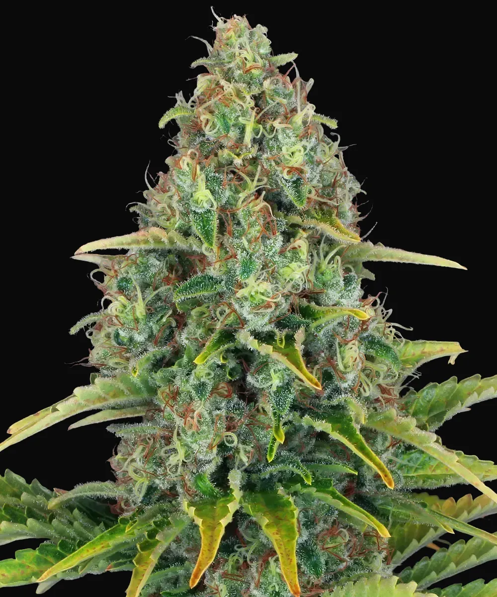 Blue Cheese Auto