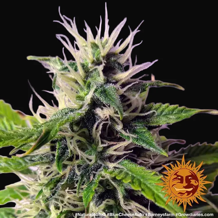 Blue Cheese Auto