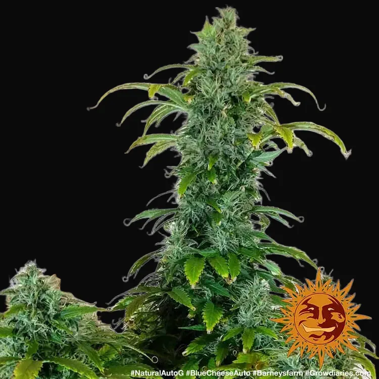 Blue Cheese Auto