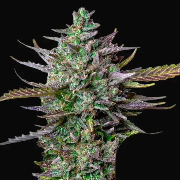 Blue Cheese Auto