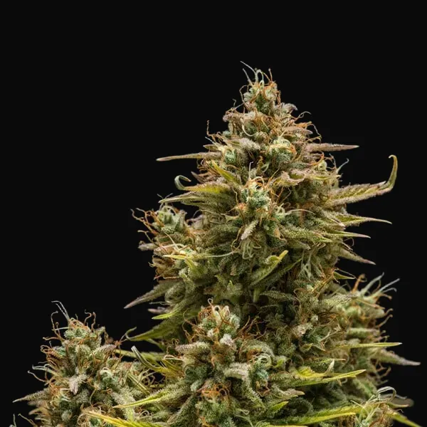 Blue Cheese Auto