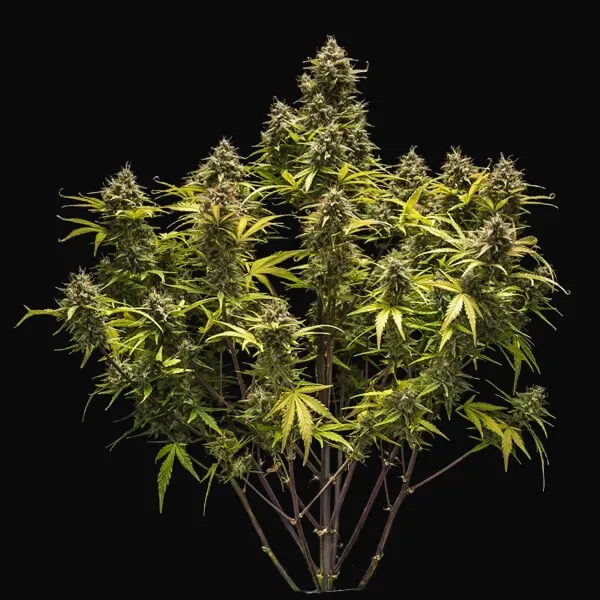 Blue Cheese Auto