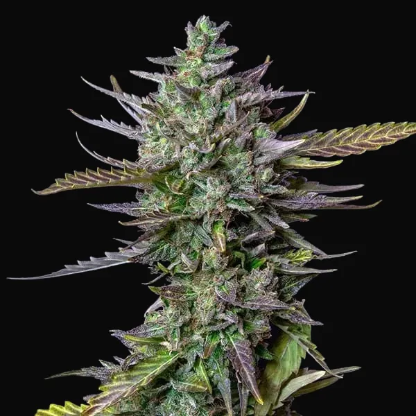 Blue Cheese Auto