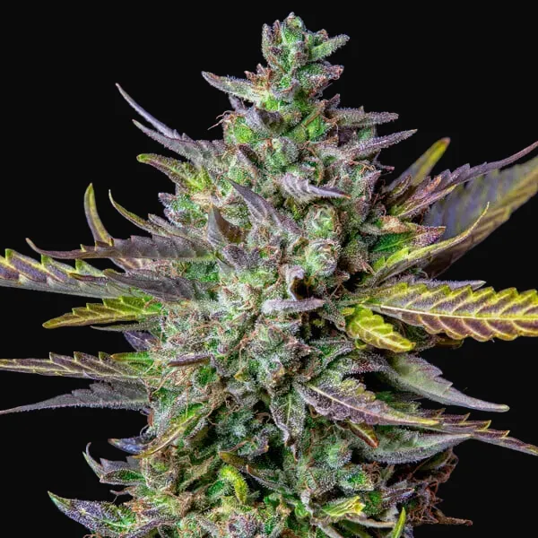 Blue Cheese Auto