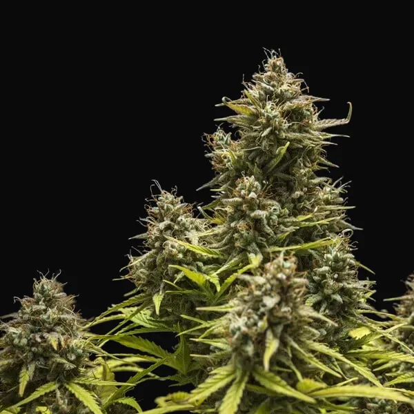 Blue Cheese Auto