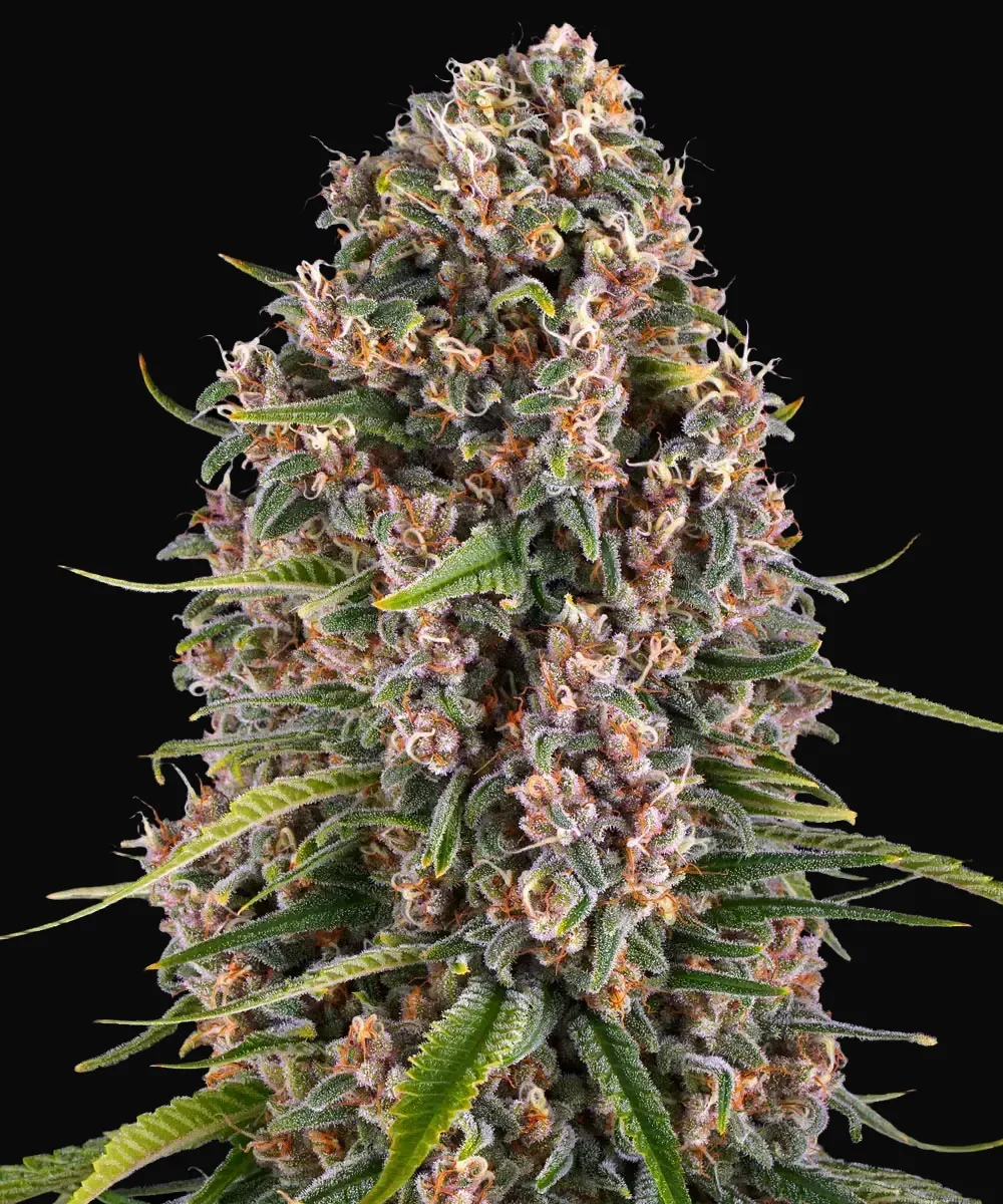 Blue Cheese