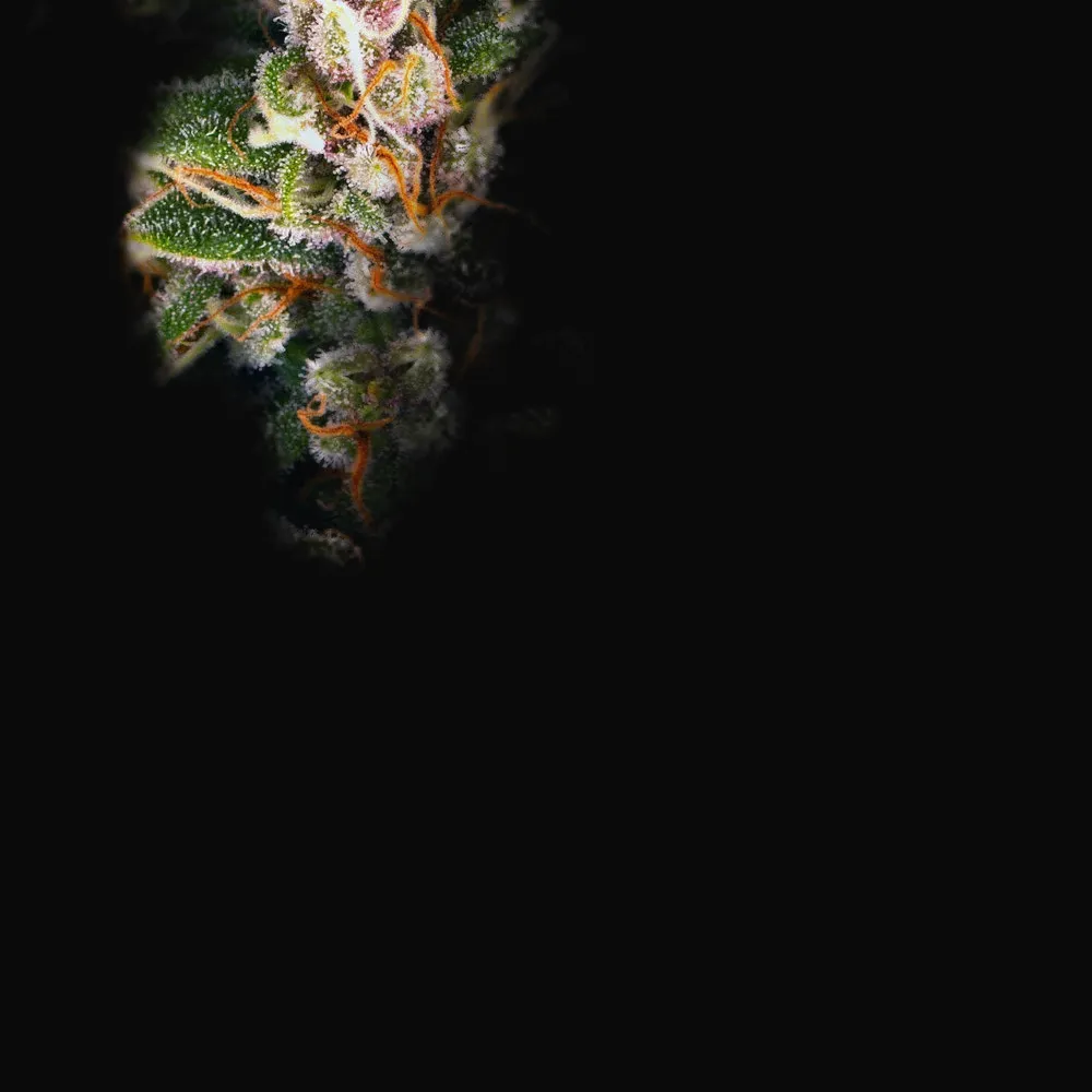 Blue Cheese