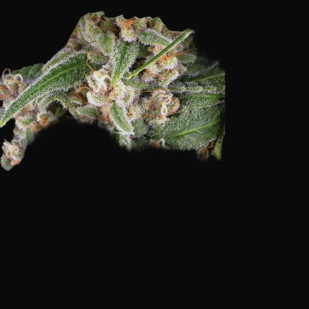 Blue Cheese