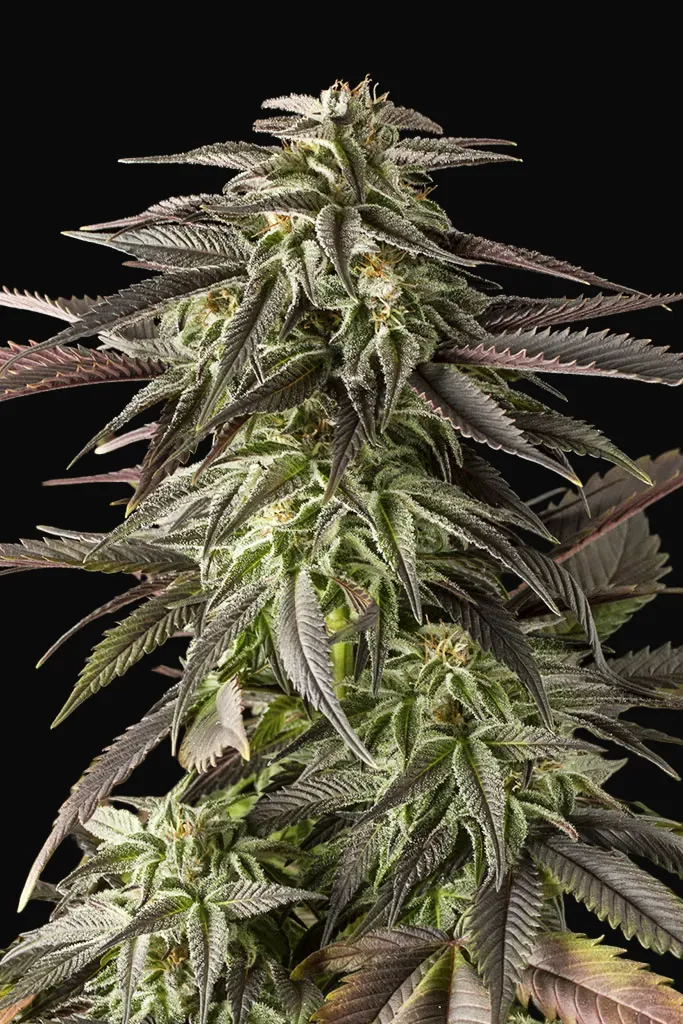 Blue Cheese