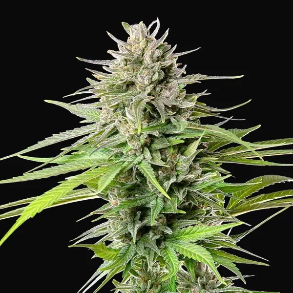 Blue Cheese