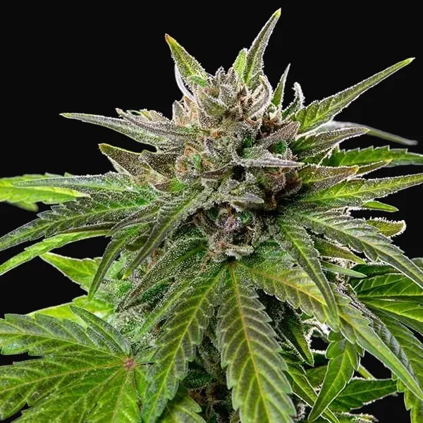 Blue Cheese
