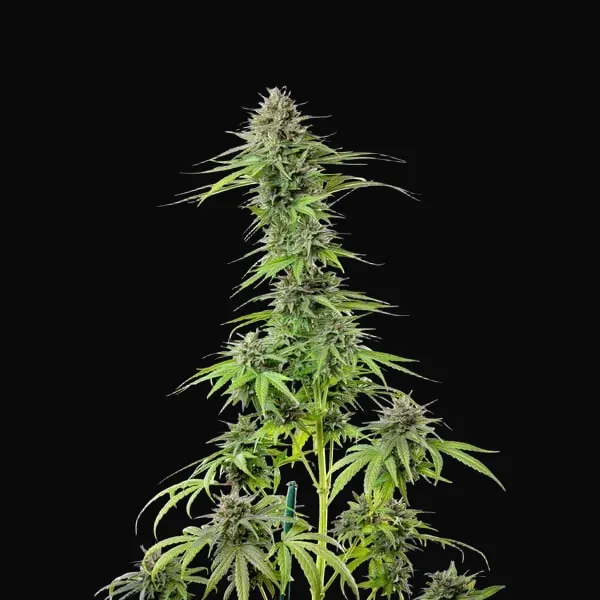 Blue Cheese