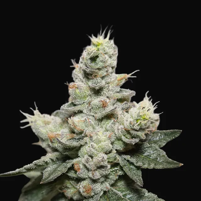 Blue Cookies x OG Kush