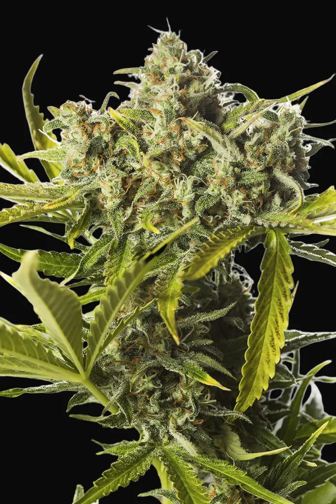 Blue Critical Auto
