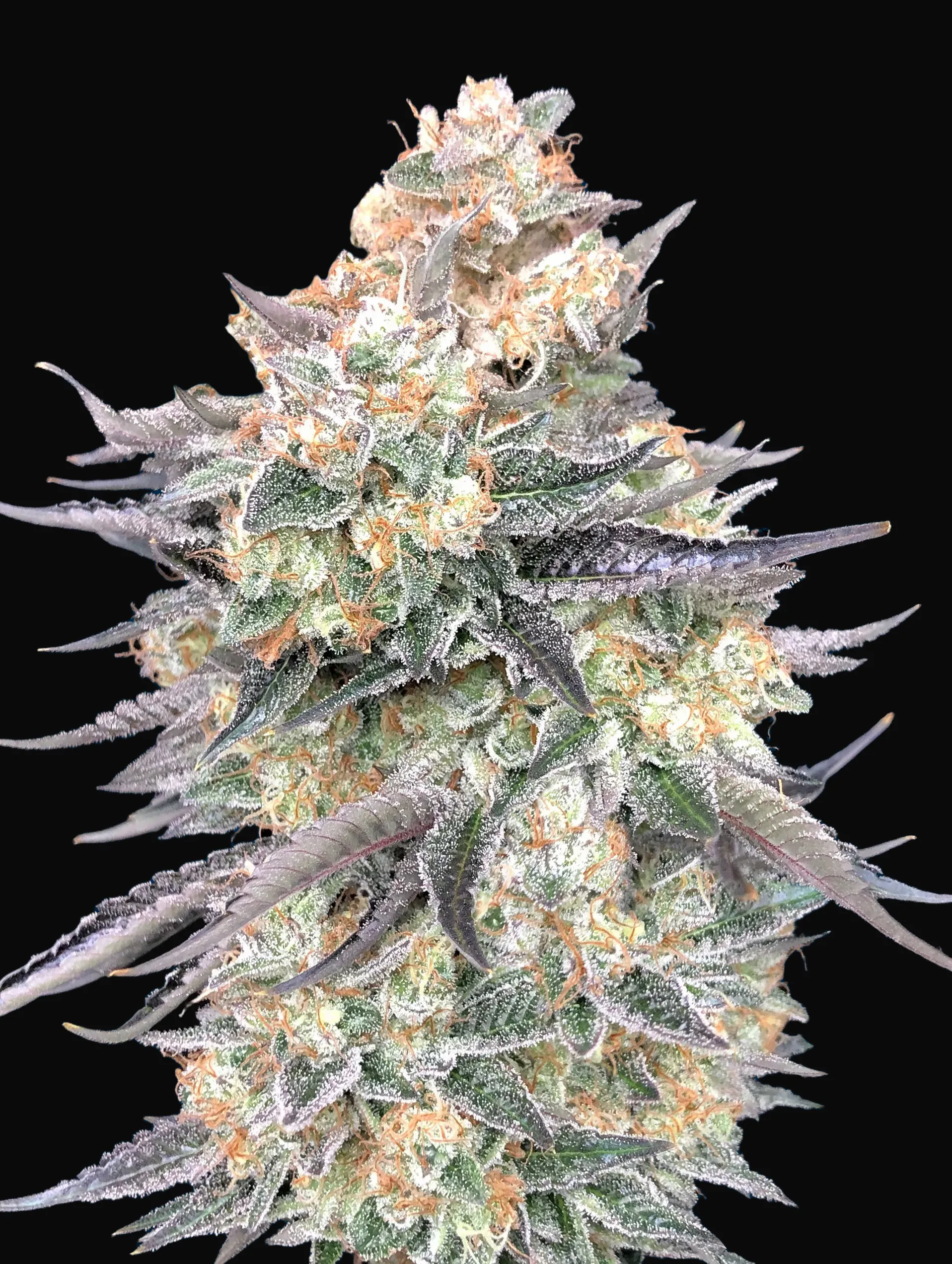 Blue Dream