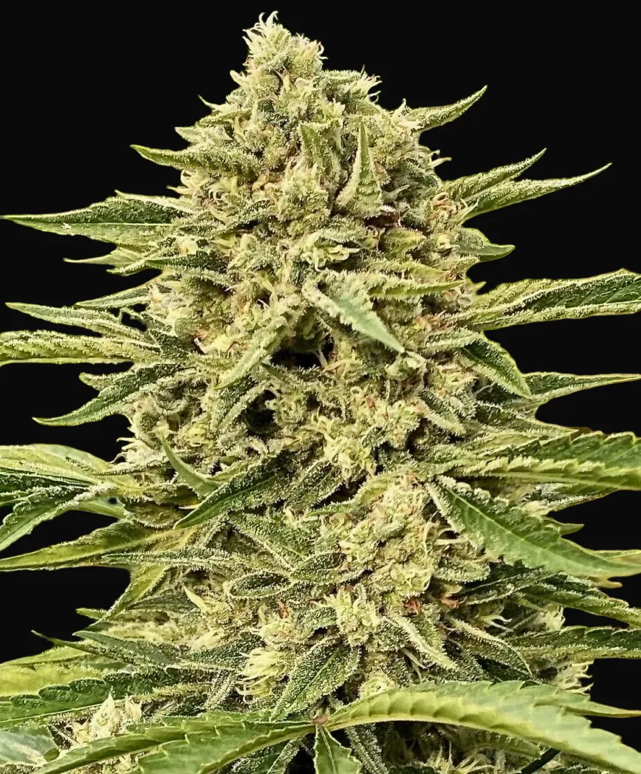 Blue Dream Auto