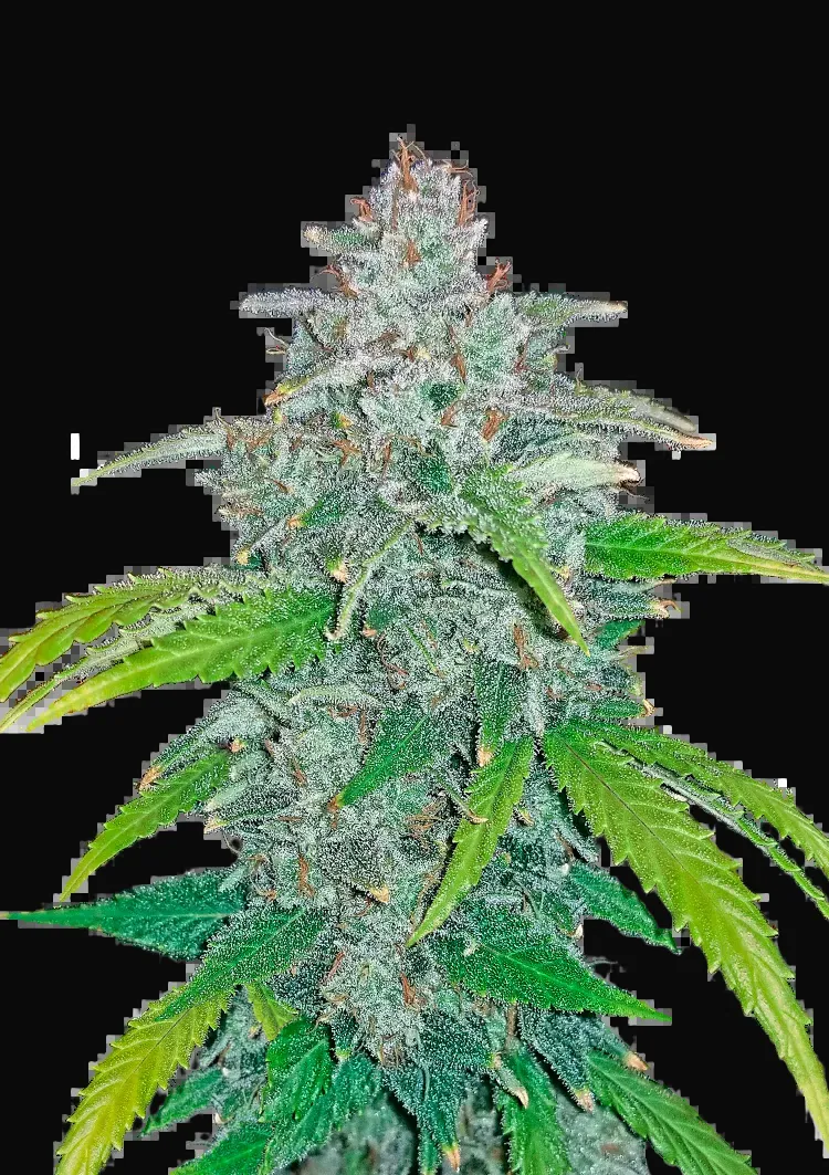 Blue Dream Auto