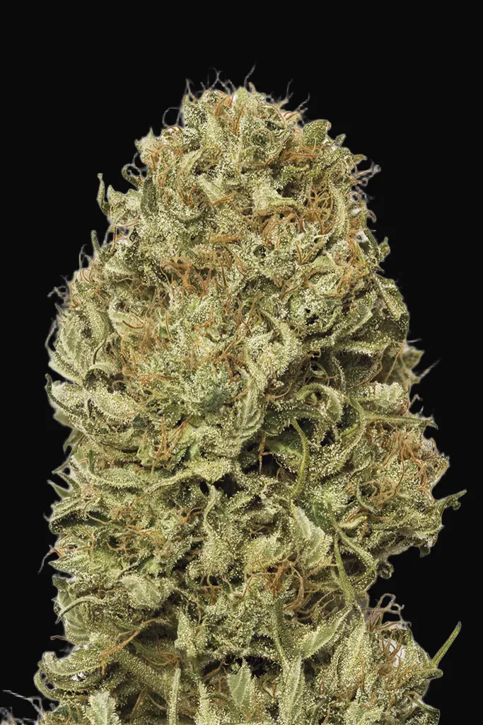 Blue Dream Auto