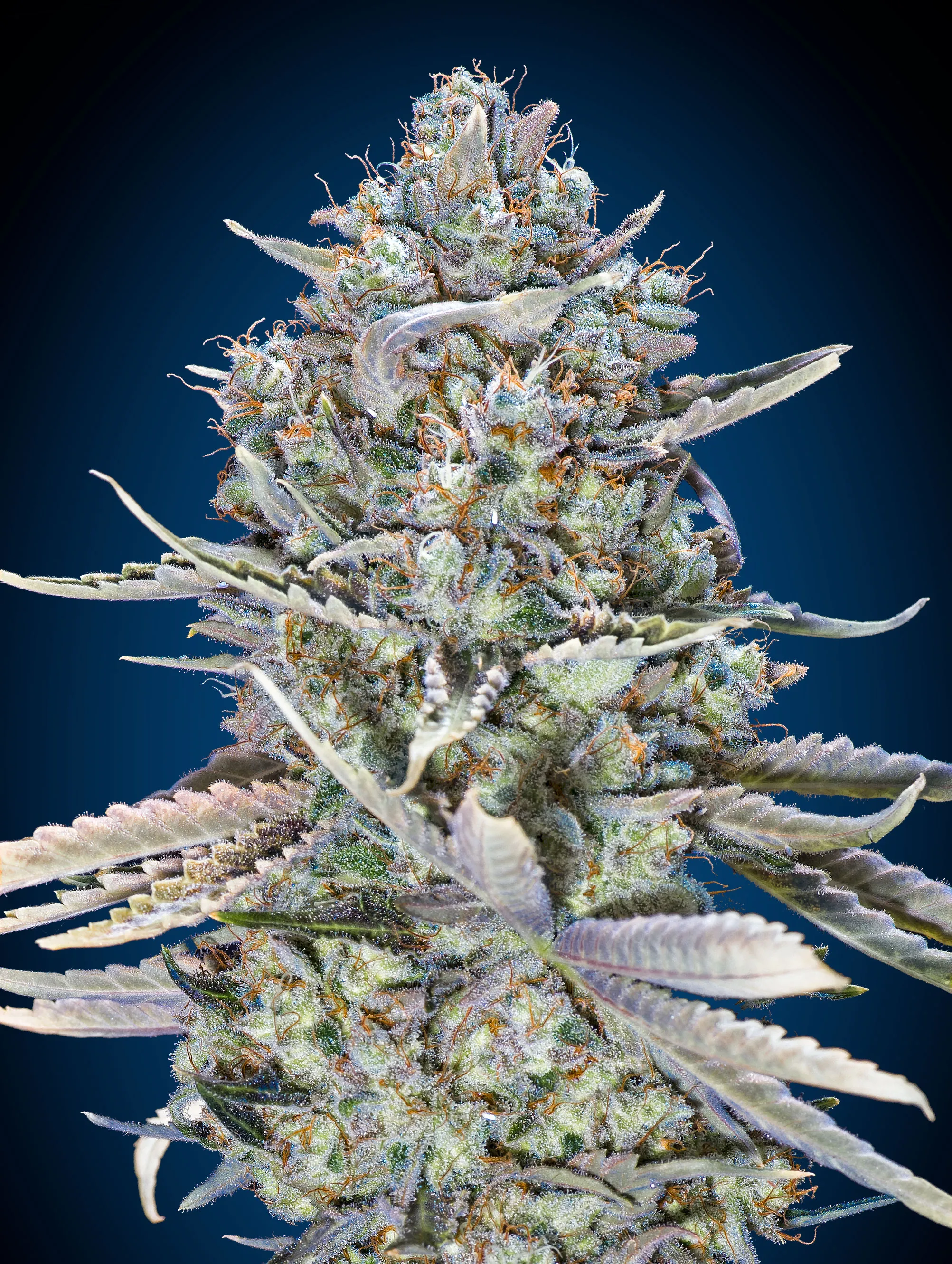 Blue Dream Fast