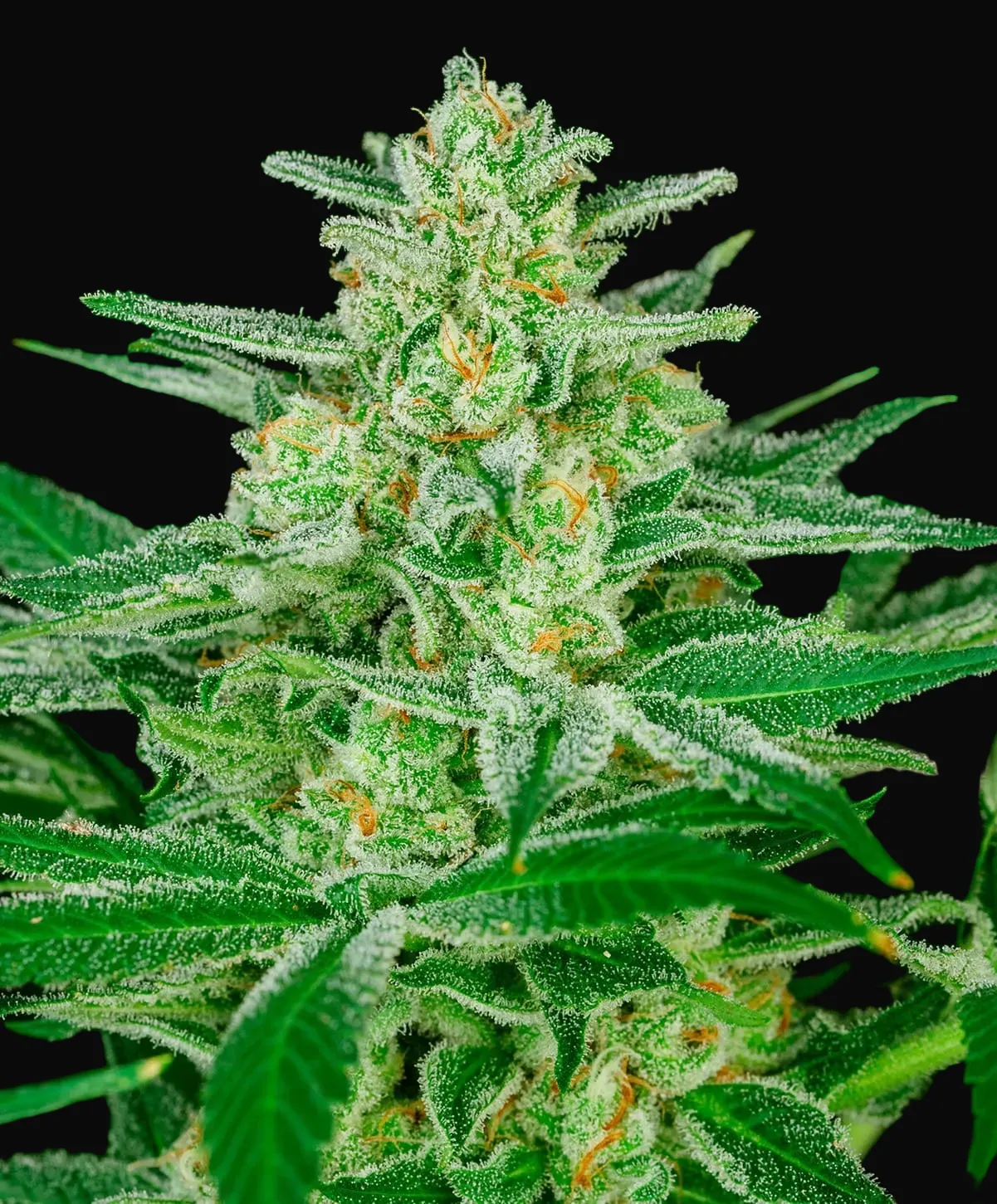 Blue Dream Fast
