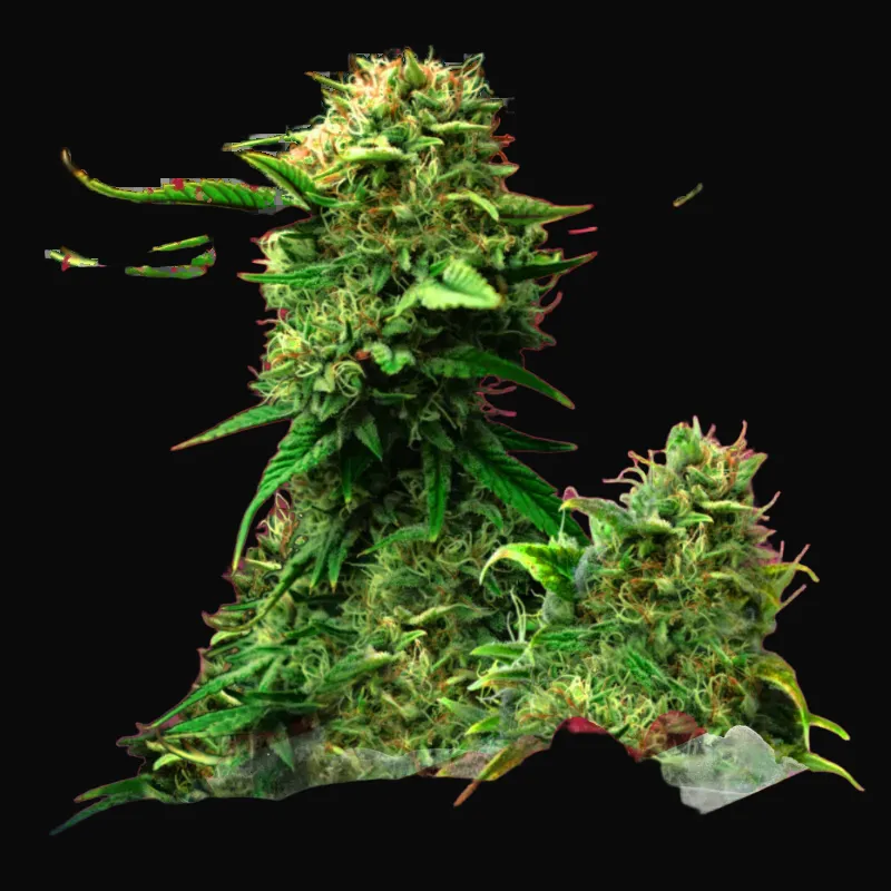 Blue Dream