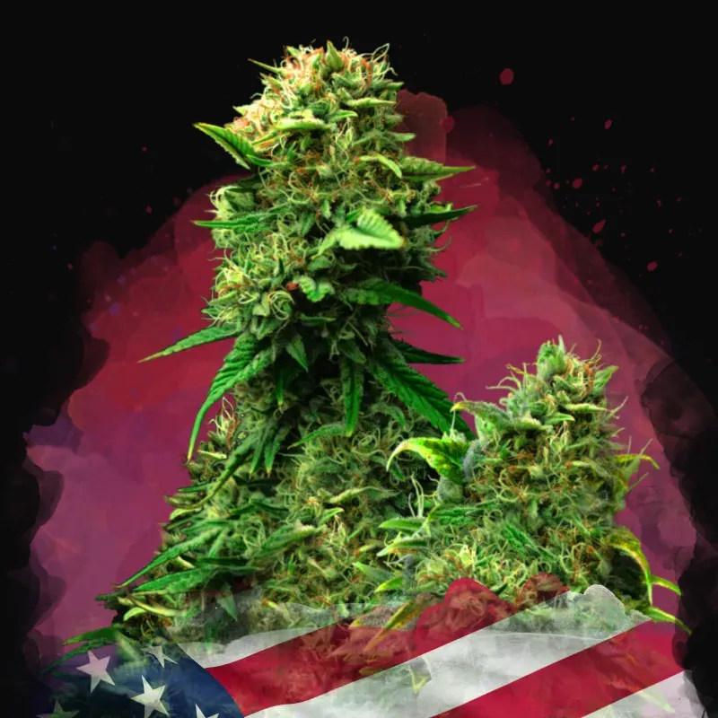 Blue Dream