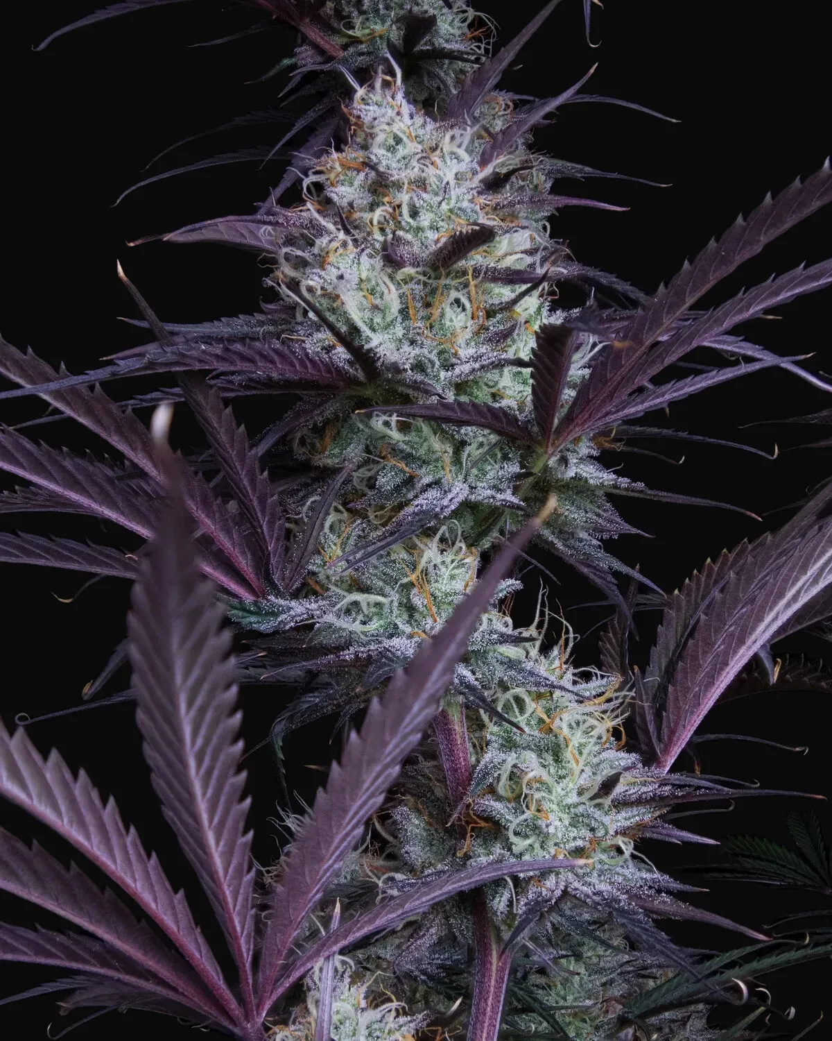 Blue Force 1 Auto