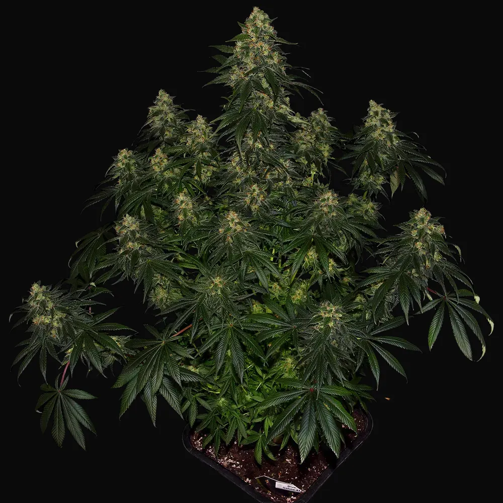 Blue Gelato 41